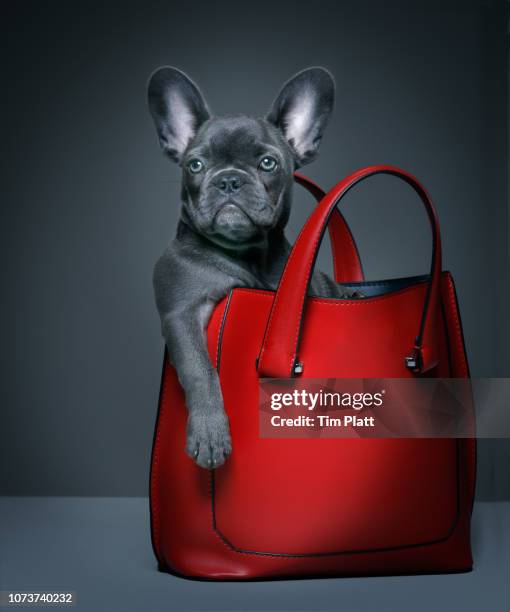 female blue french bulldog puppy in a handbag. - rote handtasche stock-fotos und bilder