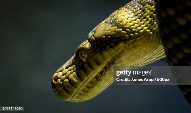 37 Amethystine Python Stock Photos, High-Res Pictures, and Images ...