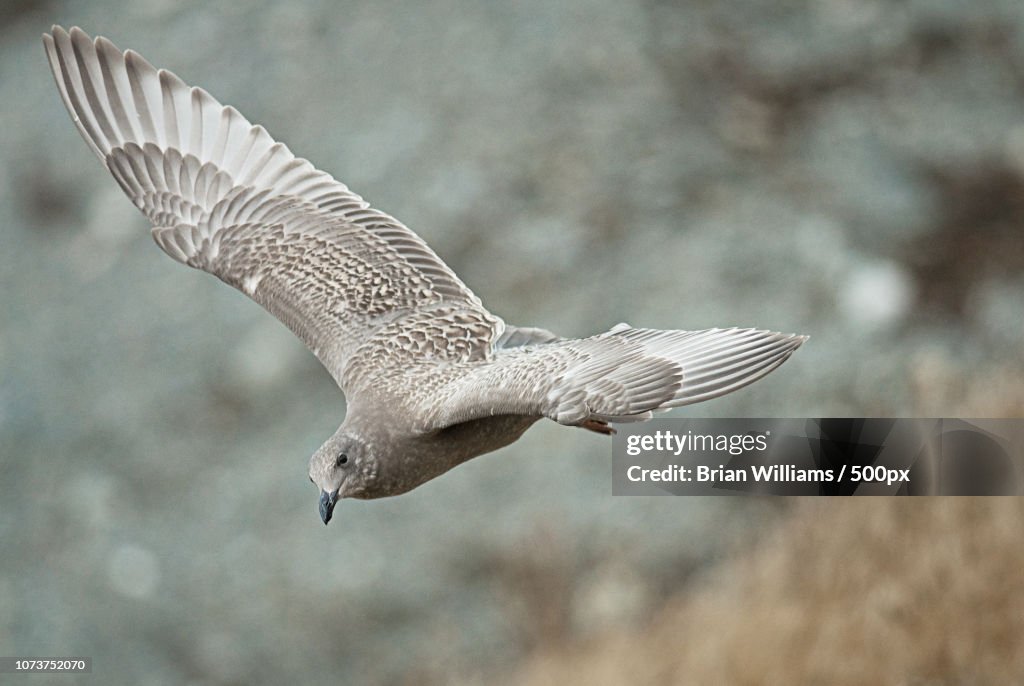 Gull Flight