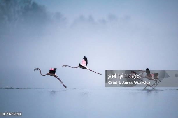 greater flamingos landing - greater flamingo stock pictures, royalty-free photos & images