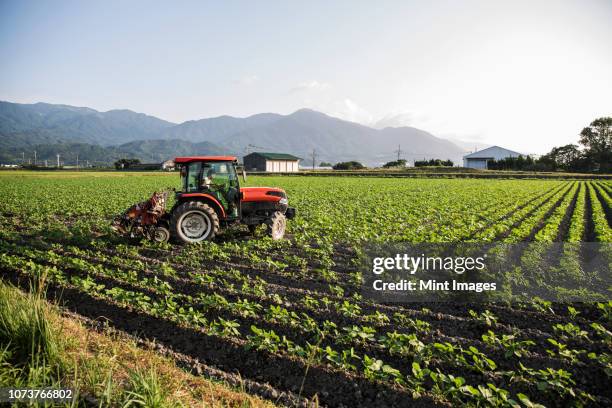 japanese farmer driving red tractor through a field of soy bean plants. - bauer traktor stock-fotos und bilder