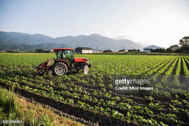 japanese farmer driving red tractor through a field of soy bean plants. - tractor in field stockfoto's en -beelden