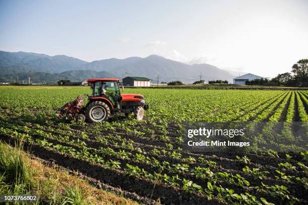 japanese farmer driving red tractor through a field of soy bean plants. - kyushu stock pictures, royalty-free photos & images