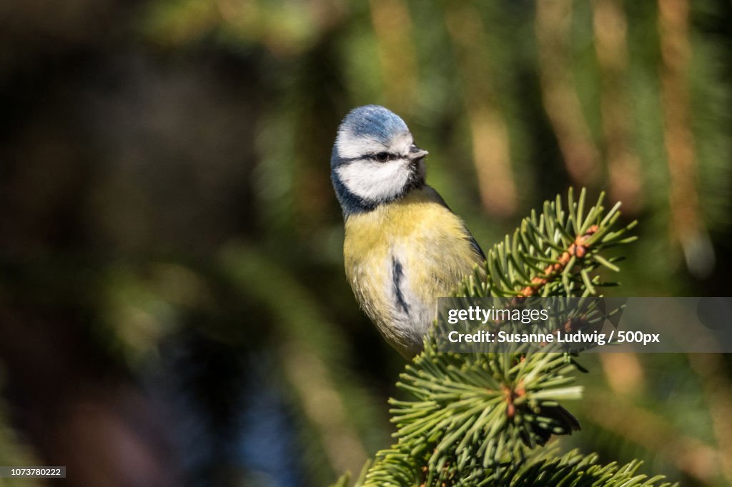 Blue tit