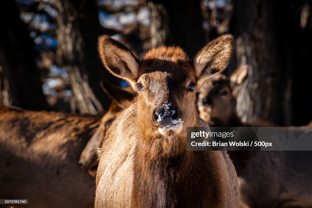Elk