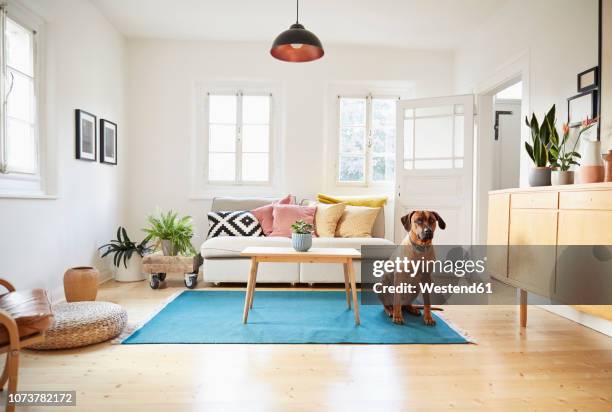 rhodesian ridgeback sitting in bright modern livingroom - hund nicht mensch stock-fotos und bilder