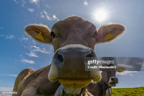 germany, allgaeu, potrait of dehorned brown cattle on an alpine meadow at backlight - close up of cows face stock pictures, royalty-free photos & images