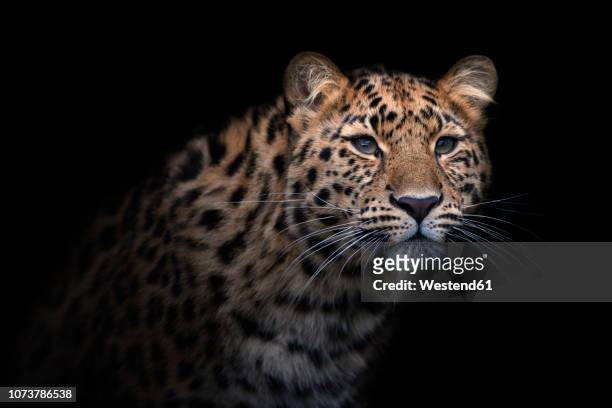 portrait of amur leopard in front of black background - black panther face 個照片及圖片檔