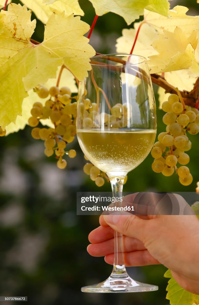Hand holding glass of wine in front of vine