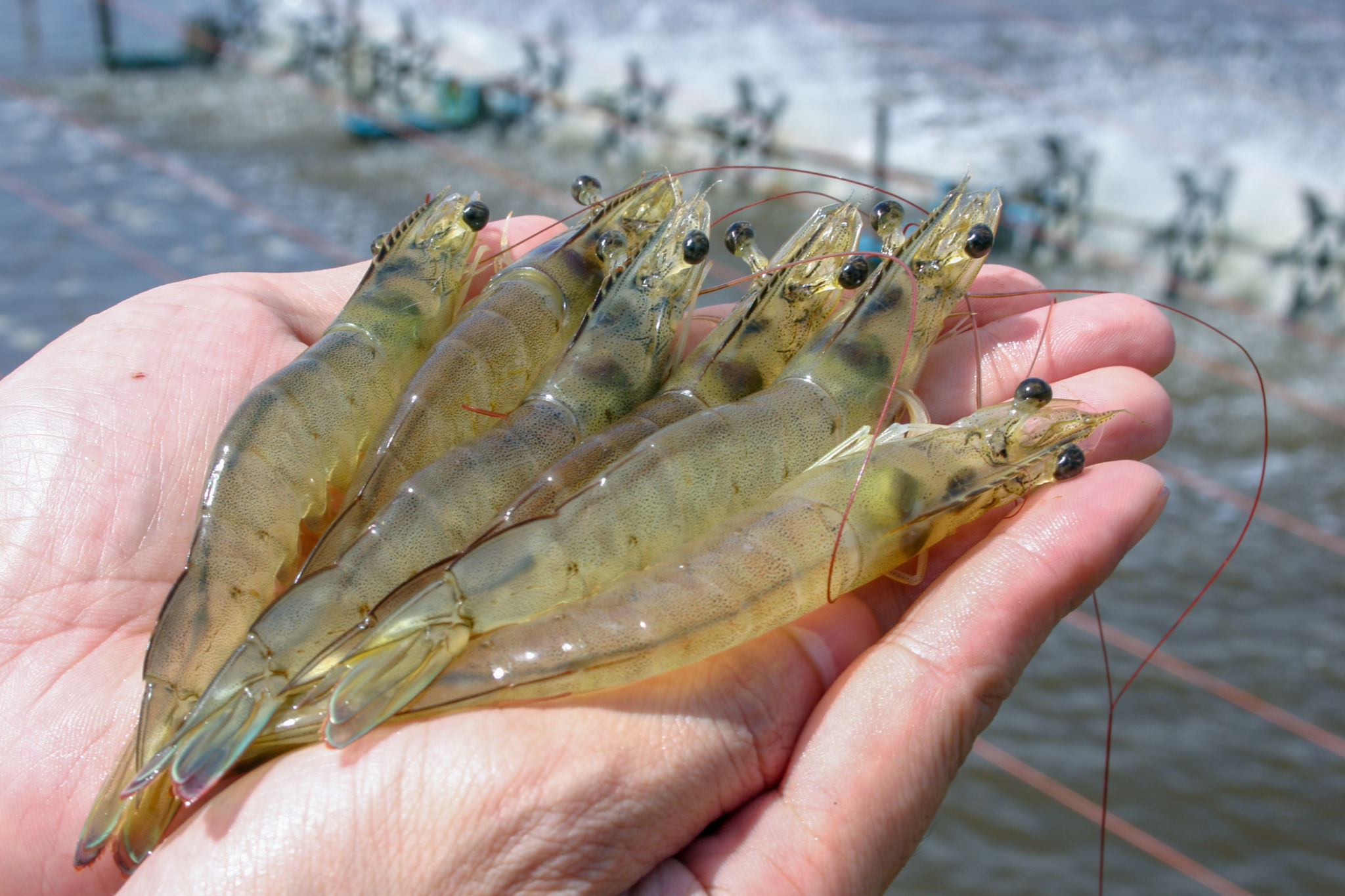 White shrimps or Litopenaeus vannamei on hand in close up view at Aquatic farm. White shrimps or Litopenaeus vannamei on hand in close up view at Aquatic farm.