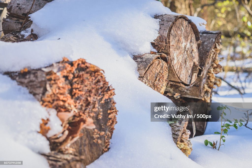 Snow Covered Fire Wood