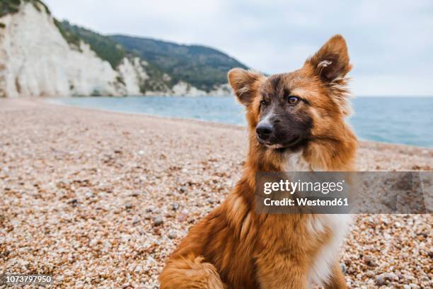 italy, vieste, portrait of stray dog on vignanotica beach - vieste bildbanksfoton och bilder