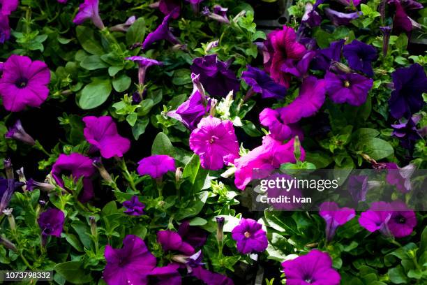 full frame shot of purple flower with leaf, petunia blooming - viola odorata stock pictures, royalty-free photos & images