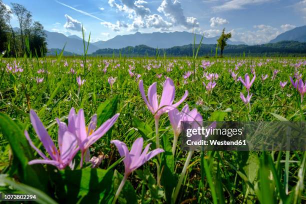 germany, bavaria, murnauer moos, meadow saffron growing in the field - murnau stock pictures, royalty-free photos & images