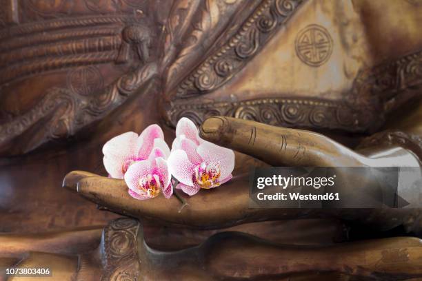 hand of buddha statue with orchids - buddha hands stock-fotos und bilder