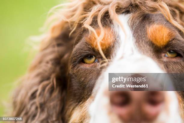 english springer spaniel, close-up - springer spaniel stock-fotos und bilder