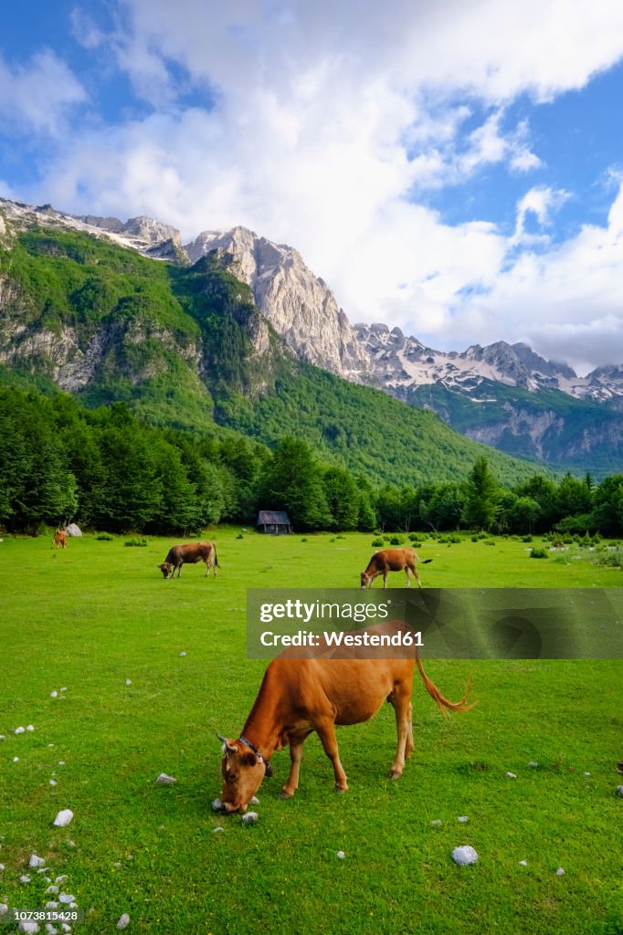 Albania, Kukes County, Albanian Alps, Valbona National Park, cows on meadow