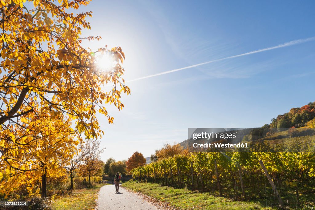Germany, Rhineland Palatinate, Pfalz, hiker on wine-route-hiking-trail, vineyards and cherry trees in autumn colours