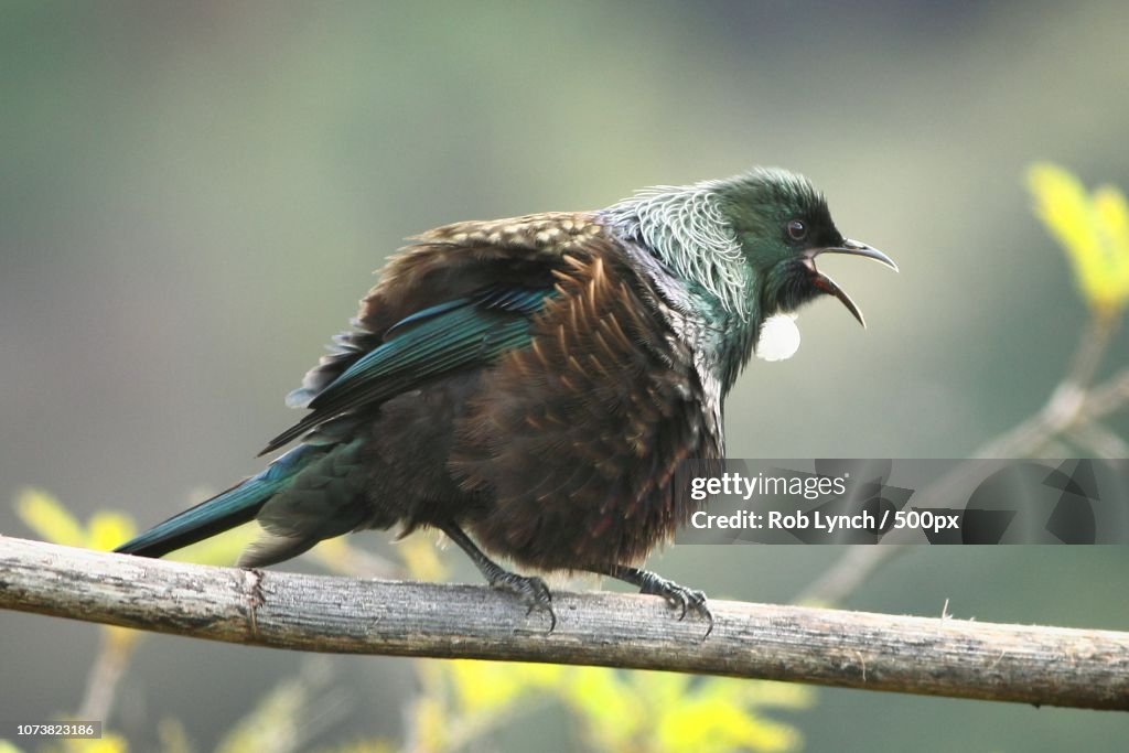 Tui in threat display