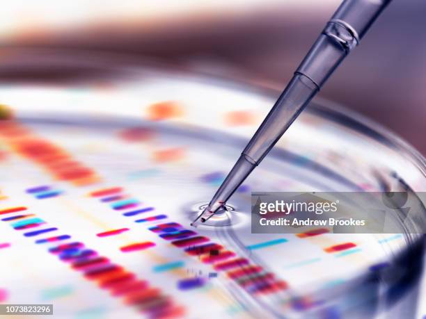 pipette adding sample to petri dish with dna profiles in background - bio tech stock-fotos und bilder