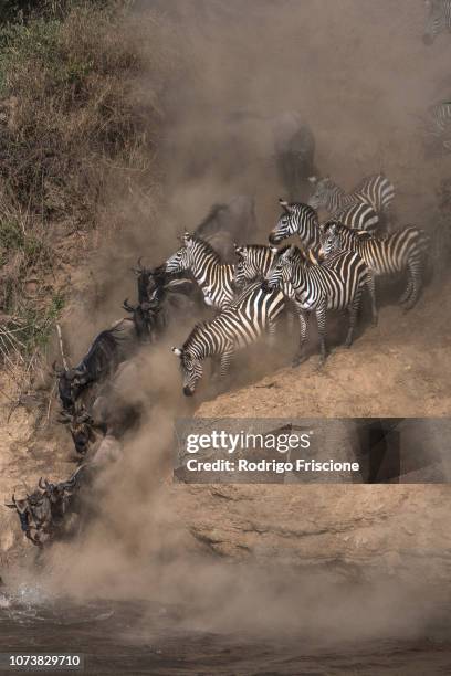 wildebeest and zebra on yearly migration launching across mara river, southern kenya - zebra herd running stock pictures, royalty-free photos & images