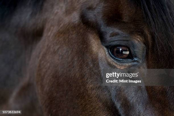 close up of the head and bright eye of a brown bay horse. - arab horse ストックフォトと画像