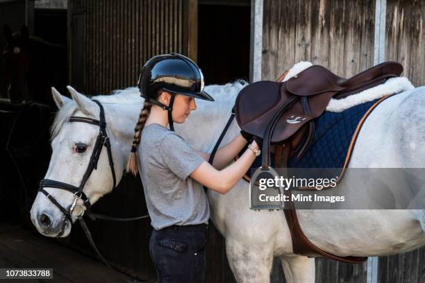 teenage girl horse rider with a grey horse outside a stable, adjusting the girth and saddle. - 馬　鞍 ストックフォトと画像