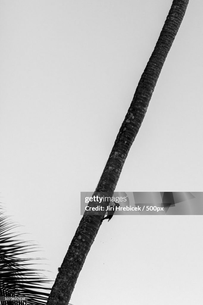 Lineated Woodpecker