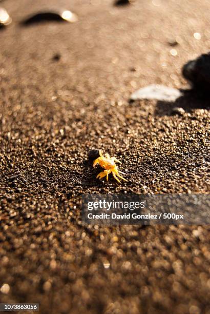 el cangrejo cansado - cansado stock pictures, royalty-free photos & images