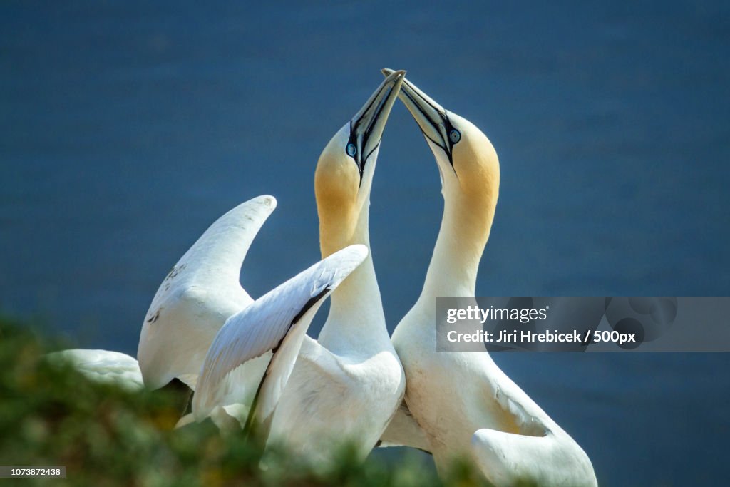 Northern Gannet