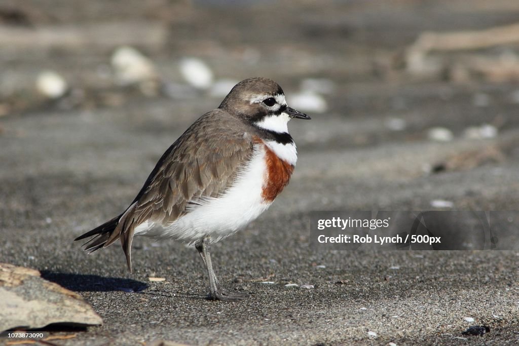 Proud in breeding plumage