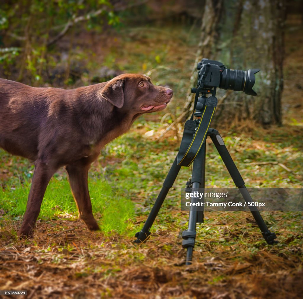 Dog Approved