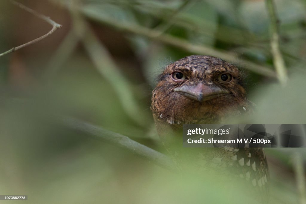 Sri Lanka Frogmouth