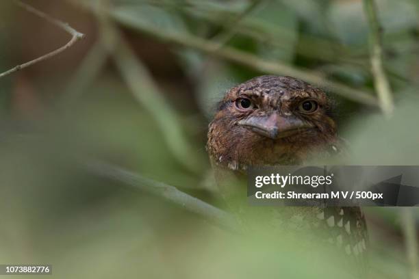 Sri Lanka Frogmouth, Stockfoto