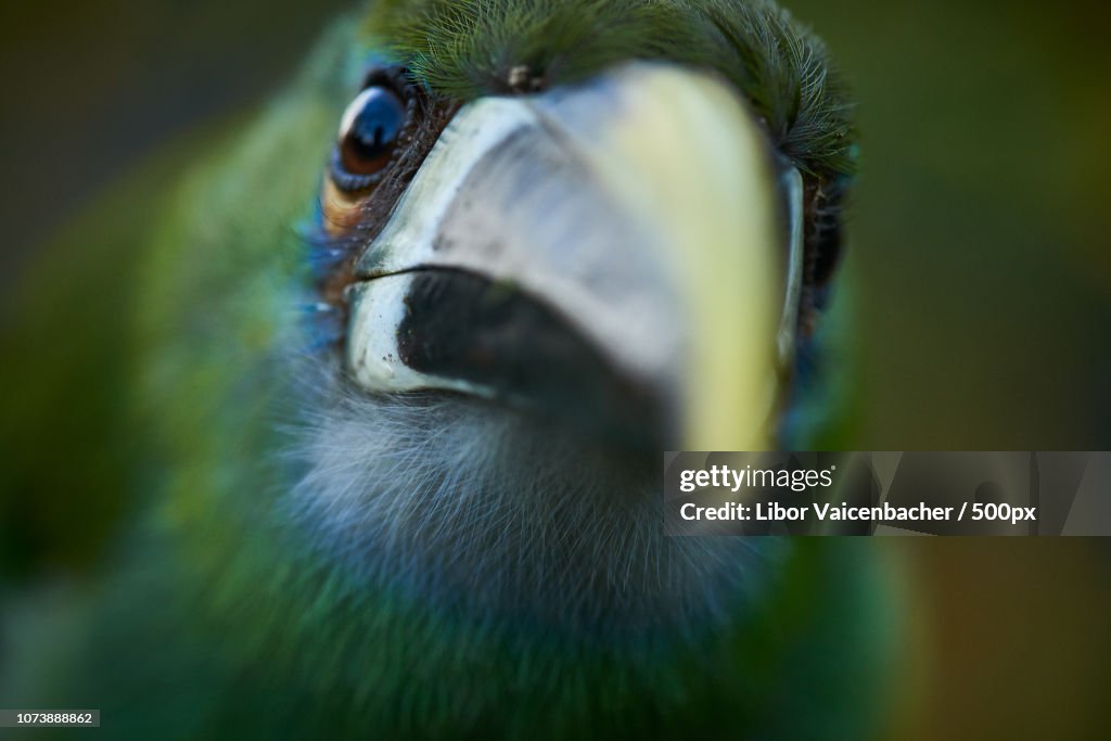 Emerald Toucanet (Aulacorhynchus prasinus)