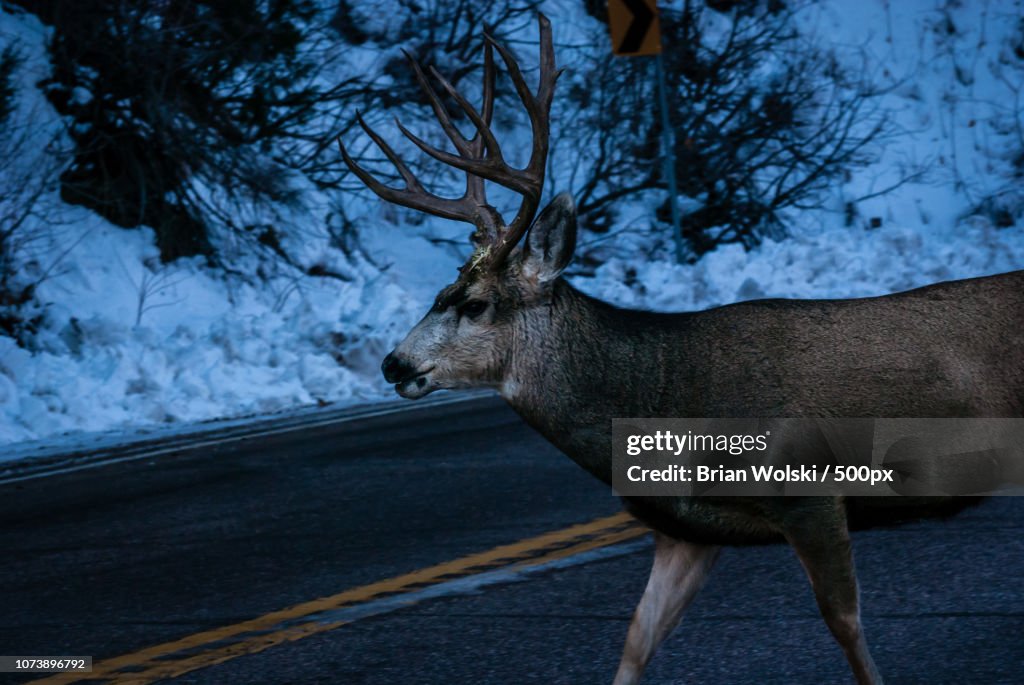Buck Crossing