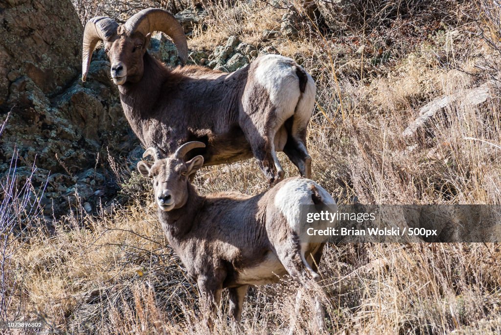 Pair of Bighorn