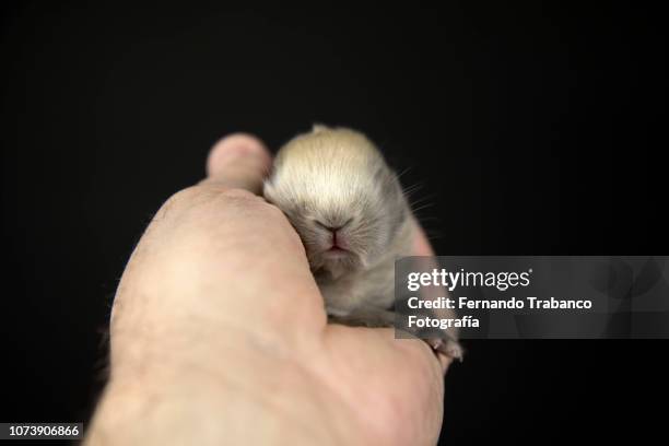 baby animal in owner's hand - caught cat napping stock pictures, royalty-free photos & images