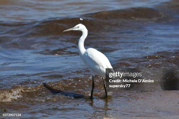 little egret (egretta garzetta) - lake victoria stock pictures, royalty-free photos & images