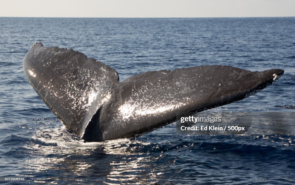 Show me some tail!