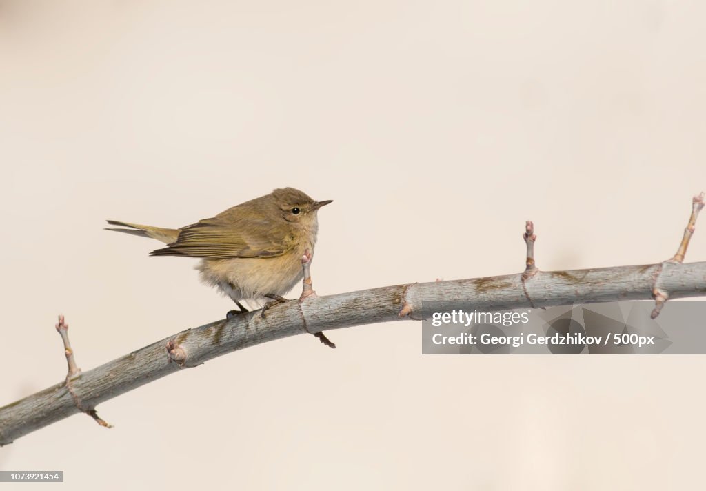 Common chiffchaff