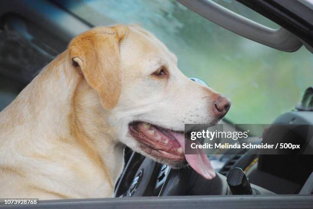 at the wheel - yellow labrador retriever stock pictures, royalty-free photos & images
