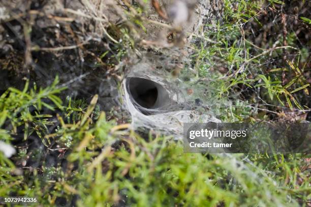 the entrance of the spider's nest. - spider web imagens e fotografias de stock