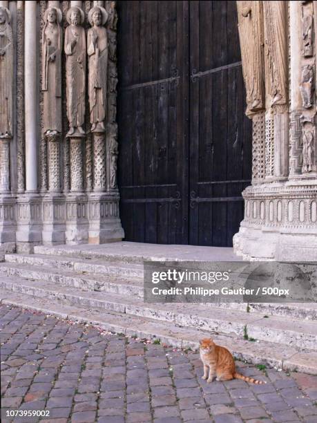 chat roux de chartres - chat roux stock-fotos und bilder