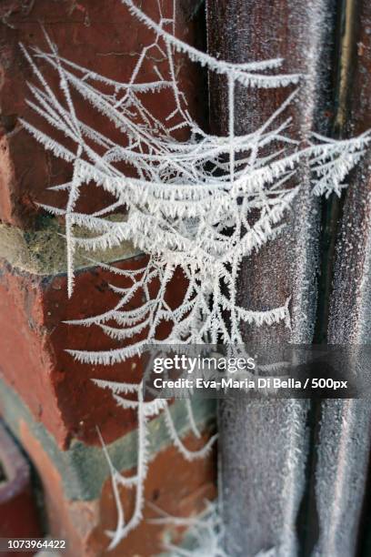 eiskristalle an spinnenweben - frozen web - eiskristalle stock pictures, royalty-free photos & images