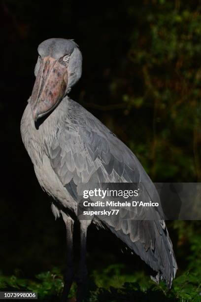 shoebill portrait (balaeniceps rex) - shoebill stock pictures, royalty-free photos & images