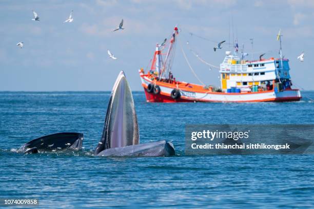 animal wildlife - whale hunting stock pictures, royalty-free photos & images