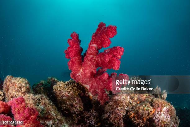soft corals - coral stock pictures, royalty-free photos & images