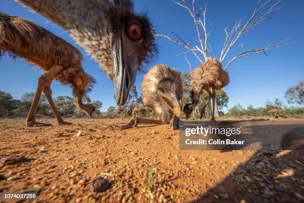 outback queensland - emu farming stockfoto's en -beelden