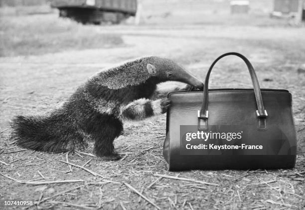 Anteater Searching Inside A Handbag